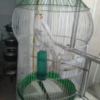 قفس با پایه بدون پرنده