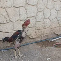 خروس لاری اصیل
