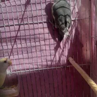 طوطی کوتوله و عروس هلندی