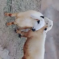 بره شیشک