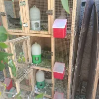 جفت گاه.جفت کن کبوتر