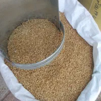 خرید وفروش گندم وجو با بالاترین قیمت