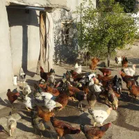 خروس محلی طبیعی
