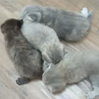 گربه نژاد دار