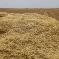 علوفه دام (کاه کهگز)