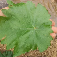 برگ انگور دلمه ای تازه