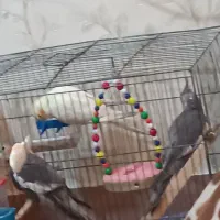 جفت عروس هلندی