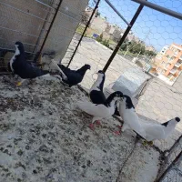 خوشرنگ سیاه شصتی|پرنده|تاکستان, |دیوار