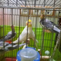 عروس هلندی با جوجه هاش