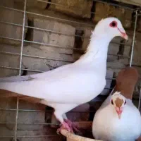 نرماده دم زرد کاکل