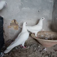 یک جفت تهرانی