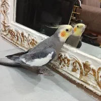 عروس هلندی نر