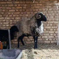 با سلام بره قوچ دوساله