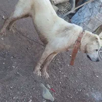 سگ الابای|سگ|چورزق, |دیوار