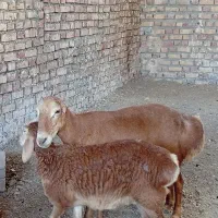 میش چینی|حیوانات مزرعه|پائین جام, |دیوار