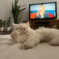 گربه سوپر فلت