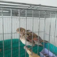 جوجه سرلاکی