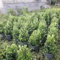 لاوسون سطل۳/۵یاس هلندی سطل۱۲وشمشاد طلای