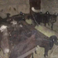بره