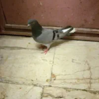 چندتا کفتر رباط کریم
