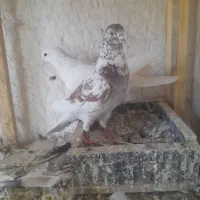 کبوتر|پرنده|اصفهان, زاجان|دیوار