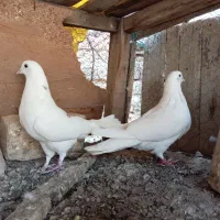 کبوتر پرشی