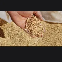خرید وفروش گندم