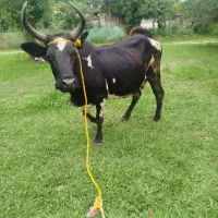 گاو با گوساله دورگ
