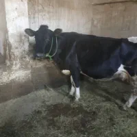 فروش گاو جرسی ابستن