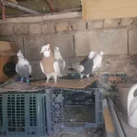 ماده دمبی طوقی