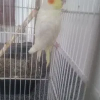 پرنده