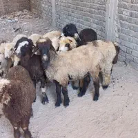 میش و شیشک بره دار