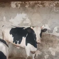 فروش گوساله زیر قیمت بازار