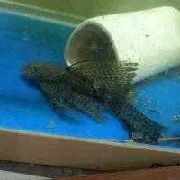 کت .پوزه بوته ای .لجن خوار