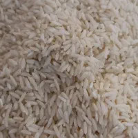 برنج طارم هاشمی دورود.لرستان
