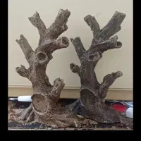 تنه