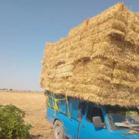 کاه گندم