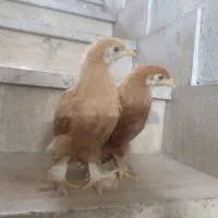 جوجه های زیبا وپاپر