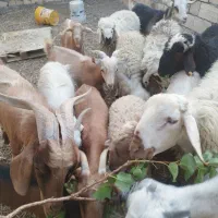 فروش یک گله گوسفند میش بره و بز چپش