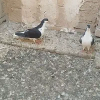 کبوتر ساده سیاه