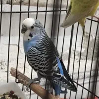 مرغ عشق انگلیسی نرماده با قفس ۴۰۰