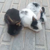 بچه خرگوش لپ