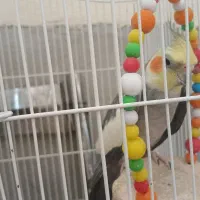 یک جفت عروس هلندی