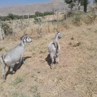 بز شیرا