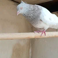 کله الماسی ماده