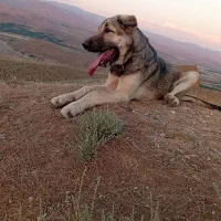 توله پژدر خالص 5 ماه