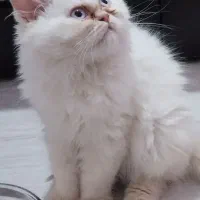 بچه گربه