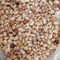 فروش لوبیا چیتی  زیر قیمت