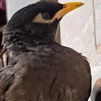 مرغ مینا گمشده