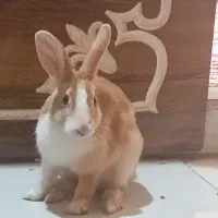 خرگوش